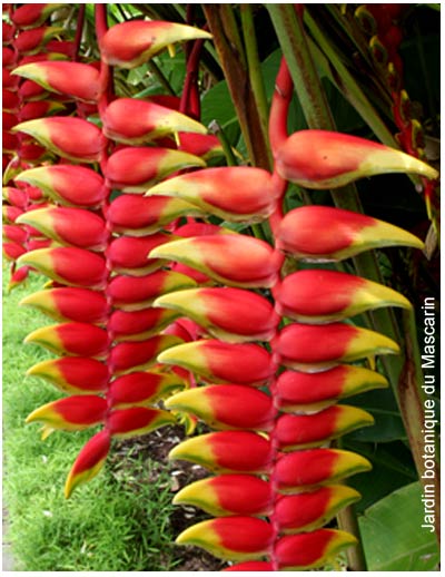 visites culturelles Ile de la Réunion